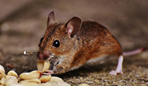 24 Hour & Emergency Exterminators in Mardell Manor, IL